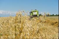 Hafer Ernte 5