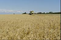 Hafer Ernte 7