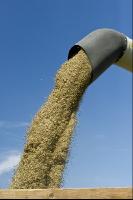 Hafer Ernte 13
