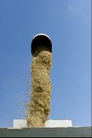 Hafer Ernte 14