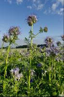 Phacelia Blüte 2