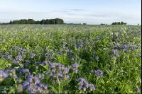 Phacelia Blüte 3