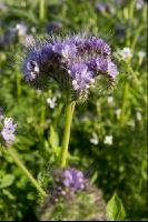 Phacelia Blüte 5
