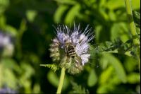 Phacelia Blüte 7