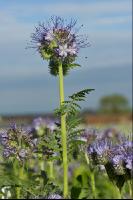 Phacelia Blüte 8