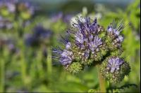 Phacelia Blüte 9