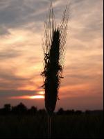 Roggen Abend 5