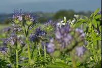 Phacelia Blüte 10