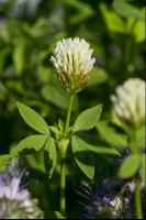 Weißklee Blüte 4