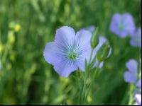 Lein Blüte 1