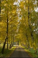 Herbststimmung 1