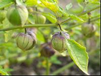 Tomatillo 1