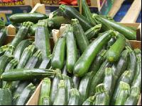 Zucchini 14