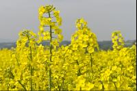 Raps Blüte 38