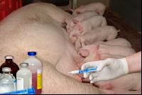 Zuchtsau Tierarztkosten 2