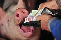 Finanzen Schweine 42