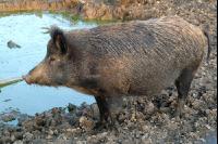 Wildschweine 7