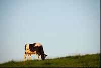 Holstein grasen