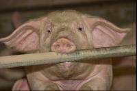 Mastschweine 65