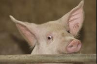 Mastschweine 70