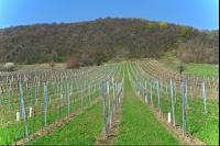 Wein Junganlage 14