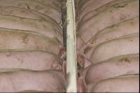 Schweine fressen 22