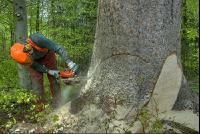 Spruce felling notch 5