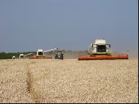 Wheat harvest J 8