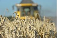 Wheat harvest 69