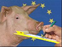 Mastschweine EU 1