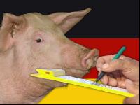 Mastschweine Deutschland