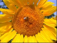 Sonnenblume Blüte 16