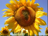 Sonnenblume Blüte 9