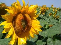 Sonnenblume Blüte 7