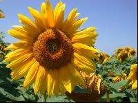 Sonnenblume Blüte 4