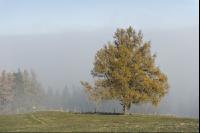Baum im Herbstnebel 2