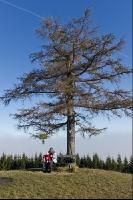 Baum im Herbstnebel 3