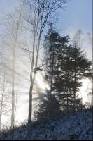 Baum im Herbstnebel 4