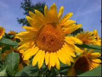 Sonnenblume Blüte 29