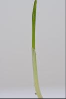 Weizen Erstes Blatt 6