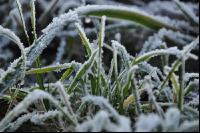 Frost Dauerwiese 1