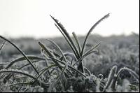 Frost Dauerwiese 2