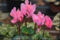 Cyclamen 13