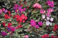 Cyclamen 12