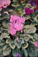 Cyclamen 11