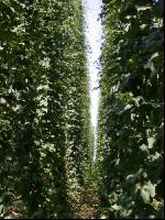 Hopfen 13