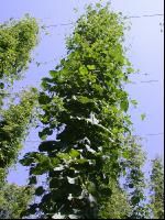 Hopfen 12