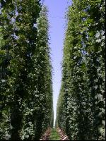 Hopfen 11