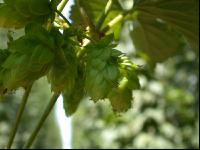 Hopfen 10