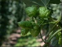 Hopfen 9